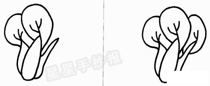 青菜简笔画
