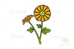 非洲菊简笔画图片