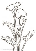 马蹄莲简笔画  明天是儿童节 给大家画一束马蹄