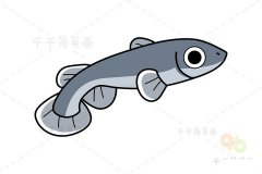 斑纹隐小鳉简笔画图片