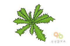 苦苣菜简笔画 简单好画