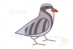 石鸡简笔画
