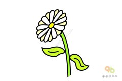 简单的菊花简笔画图片