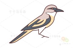 山椒鸟简笔画