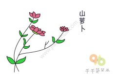 花枝招展的山萝卜花简笔画