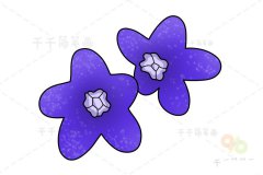牛舌草花简笔画画法