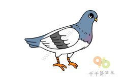 幼儿学画鸽子的画法