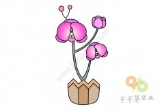 简笔画蝴蝶兰的画法