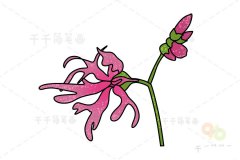 知更草简笔画步骤图