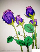 紫色玫瑰简笔画