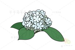 石楠简笔画步骤图
