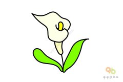 轻松易学 马蹄莲简笔画