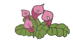 马蹄莲简笔画_1