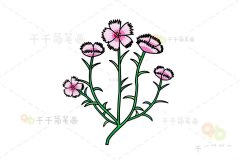 粉嫩的常夏石竹花简笔画