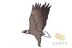 白尾海雕简笔画如何画