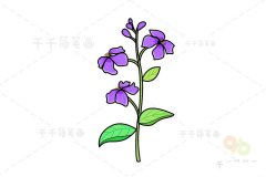 花简笔画 诸葛菜花的画法