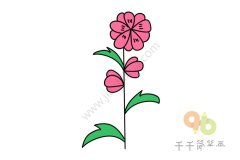 艳丽的蜀葵简笔画