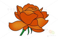石玫瑰简笔画步骤图