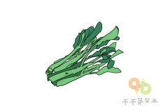 芥蓝简笔画怎么画
