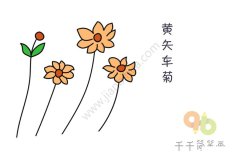 黄矢车菊简笔画图片