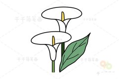 马蹄莲简笔画图片