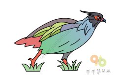 教你画血雉简笔画步骤图