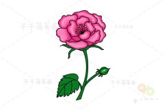 芙蓉花简笔画画法