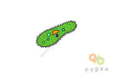 怎么画纤毛虫简笔画图片