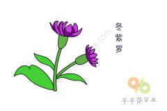 芬芳的冬紫罗简笔画