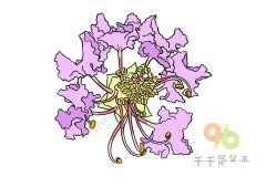 紫薇花简笔画怎么画