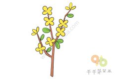 连翘简笔画