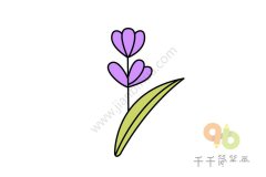 花香诱人的薰衣草简笔画