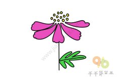 盛开的银莲草简笔画