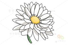 白菊花简笔画步骤图