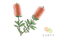 红千层简笔画 简单好画