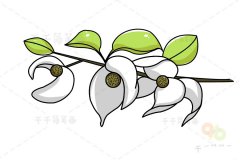 珙桐花简笔画如何画