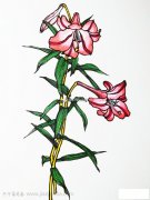 漂亮的百合花简笔画_2