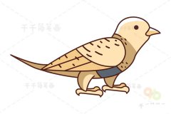 毛腿沙鸡简笔画
