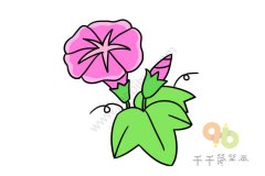 鲜艳的牵牛花简笔画
