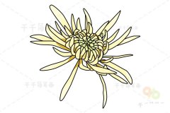 秋菊简笔画步骤图