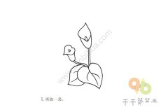 漂亮的马蹄莲简笔画步骤图