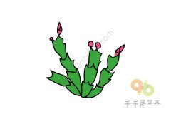 美丽的蟹爪兰简笔画