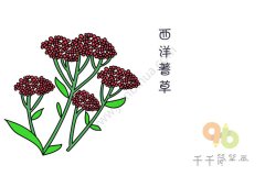 美丽的西洋蓍草简笔画