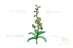 花朵简笔画 石斛兰的画法