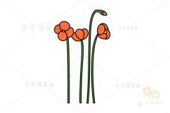 花朵简笔画 长荚罂粟画法