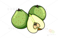 莱阳梨简笔画