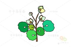 花朵简笔画 血水草的画法