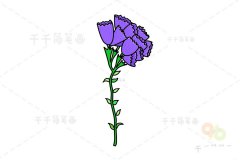 花朵简笔画 补血草的画法