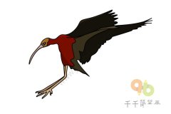 教你画彩鹮简笔画图片