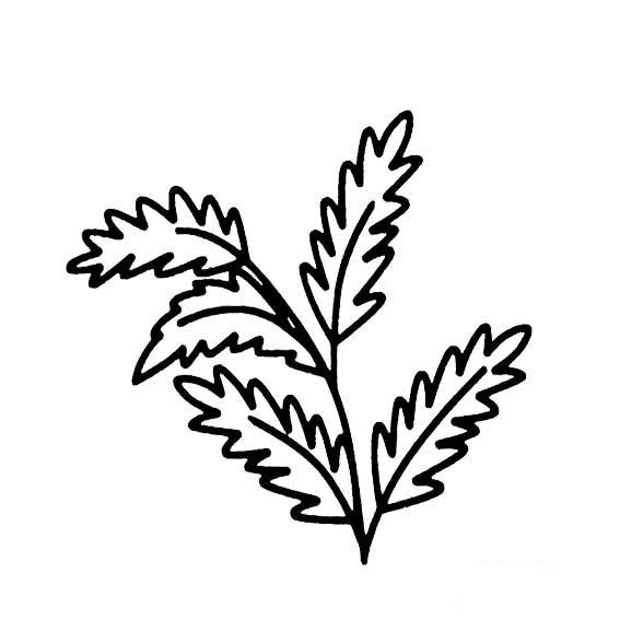 艾蒿的叶子画法花草的叶子